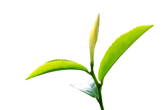 Blätter vom grünen Tee