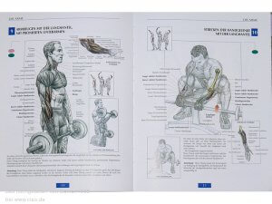 Der neue Muskel Guide -Bodybuilding Bücher